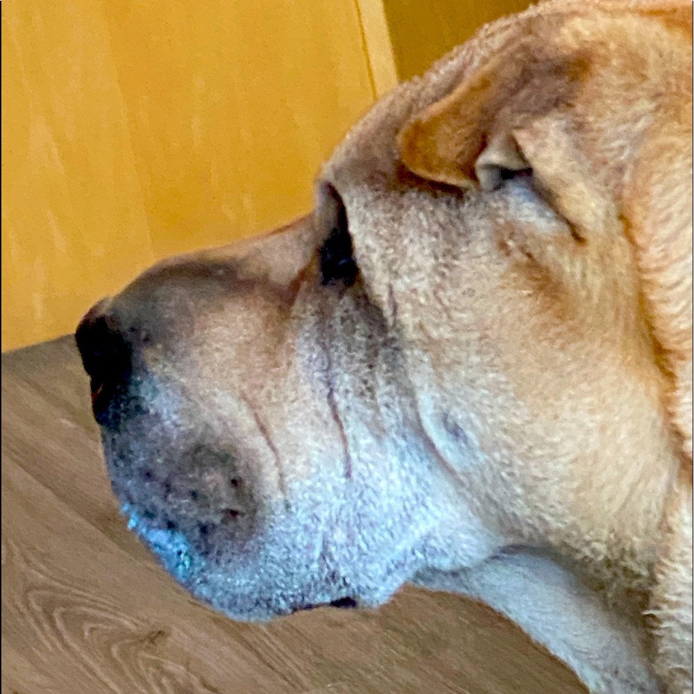 Meet your Posher, Charlie